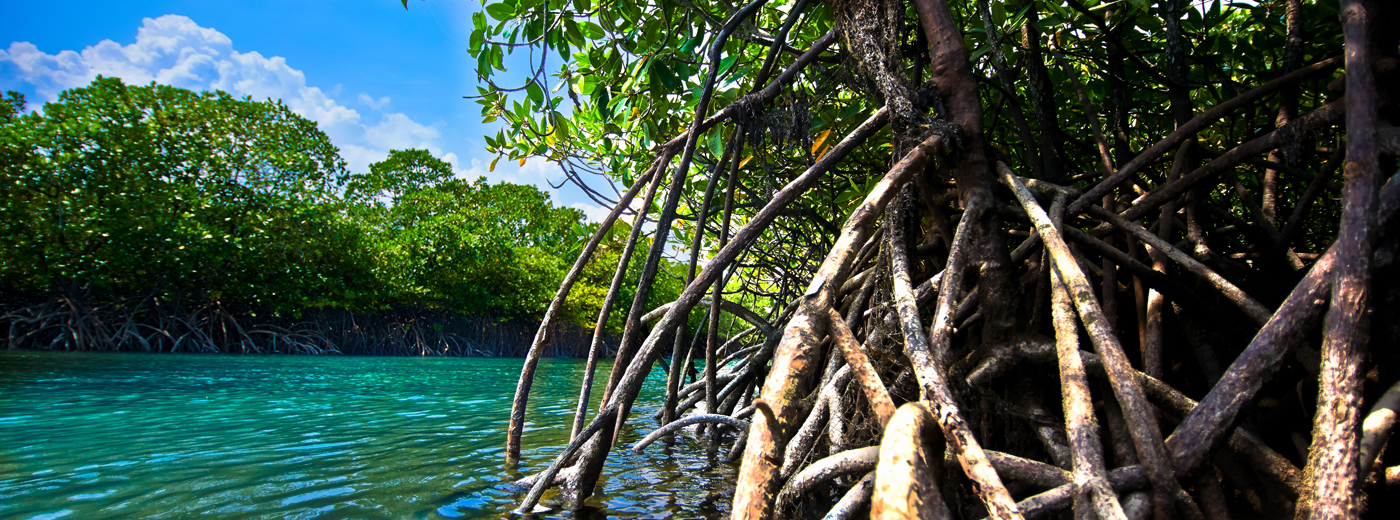 Funtasy Island View